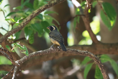 Golden-billed Saltator - Costanera Sur_9478.jpg