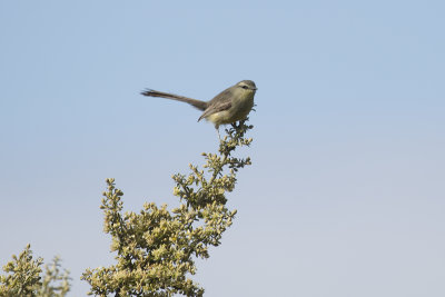 Greater Wagtail Tyrant - Near Las Grutas.jpg