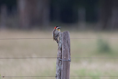 Green-barred Woodpecker  - El Palenque Ranch 2834.jpg