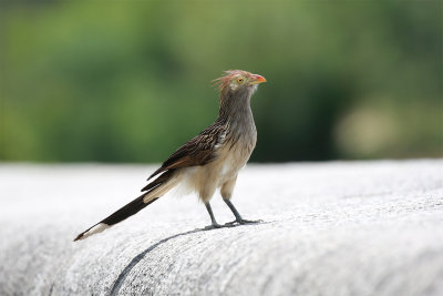 Guira Cuckoo - Costanera Sur_9626.jpg