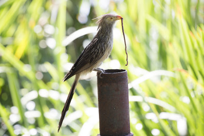 Guira Cuckoo - Costanera Sur_9814.jpg