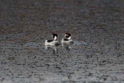 Hooded Grebe - Buenos Aires Plateau 3258.jpg