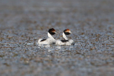 Hooded Grebe - Buenos Aires Plateau 3311.jpg