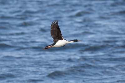 Imperial Cormorant - Beagle Channel _0383.jpg