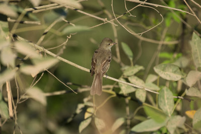 Large Elaenia - Otemendi _0881.jpg