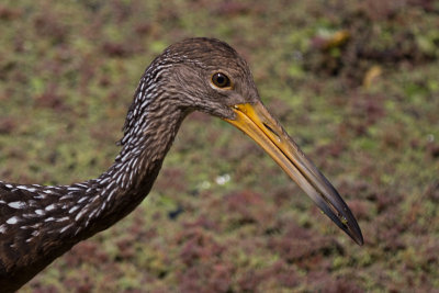 Limpkin - Costanera Sur_9677s.jpg