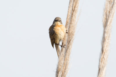 Long-tailed Reed-Finch _9911.jpg