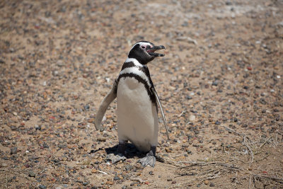 Magellanic Penguin Punta Tombo _0003.jpg
