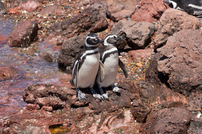 Magellanic Penguin Punta Tombo _0046.jpg