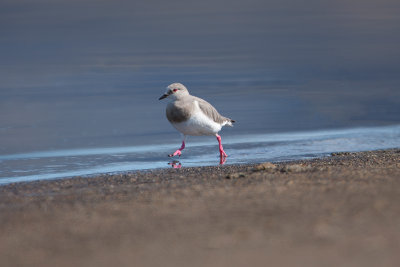 Magellanic Plover 3486.jpg