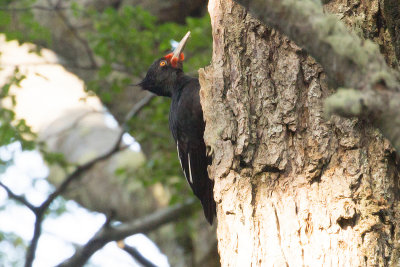 Magellanic Woodpecker - Ushuaia 0600.jpg