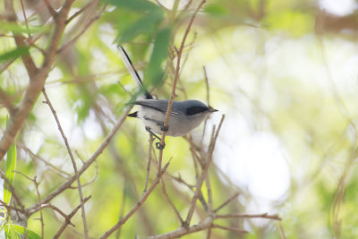 Masked Gnatcatcher - Costanera Sur_9498.jpg