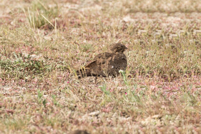 Nacunda Nighthawk - Near Ceibas  _0987.jpg