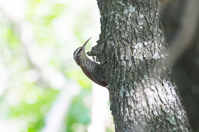 Narrow-billed Woodcreeper - Costanera Sur_9526.jpg