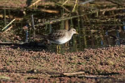 Pectoral Sandpiper - El Palenque _9944.jpg