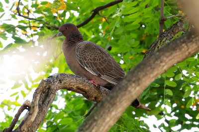 Picuzaru Pigeon - Costanera Sur_9503.jpg