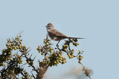 Plain-mantled Tit Spinetail 2968.jpg