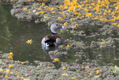 Ringed Teal - Costanera Sur_9574.jpg