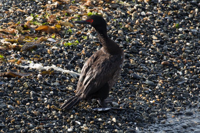 Rock Cormorant - Beagle Channel 0426.jpg