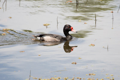 Rosy-billed Pochard - Costanera Sur_9635.jpg