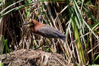 Rufescent Tiger Heron - Costanera Sur_9659.jpg