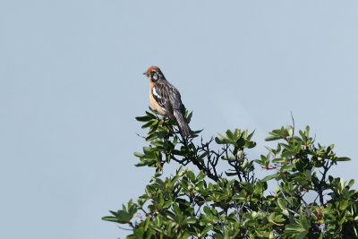 Rufous-tailed Plantcutter - Moreno Glacier 3055.jpg