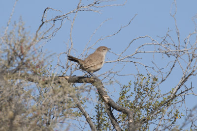 Sandy Gallito - Near Las Grutas_0244.jpg