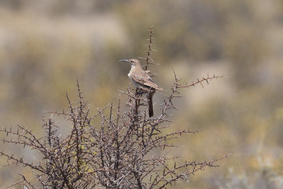 Scaly-throated Earthcreeper  - Punta Tombo _0106.jpg