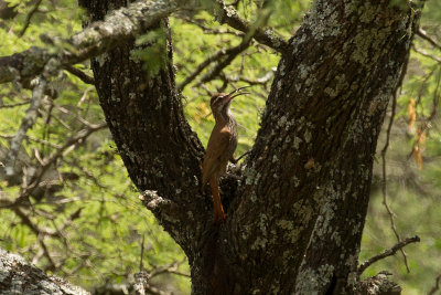 Scimitar-billed Woodcreeper - Near Ceibas 0921.jpg