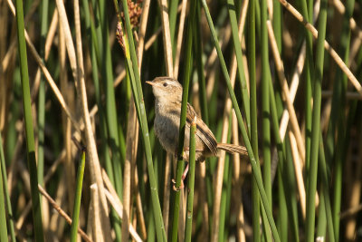 Sedge Wren - Patagonia Ranch 0799.jpg