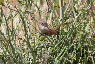 Sharp-billed Canastero PERHAPS - Punta Tombo _0137.jpg