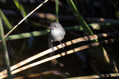 Sooty Tyrannulet - El Palenque Ranch _9941.jpg