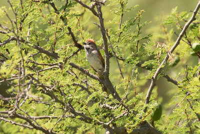 Sooty-fronted Spinetail - Near Ceibas 0914.jpg