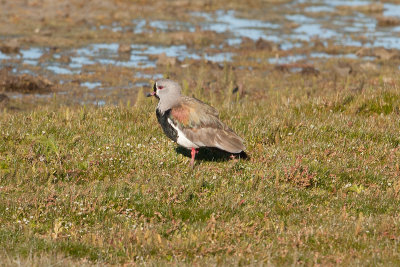 Southern Lapwing - Near El Calafate 3023.jpg