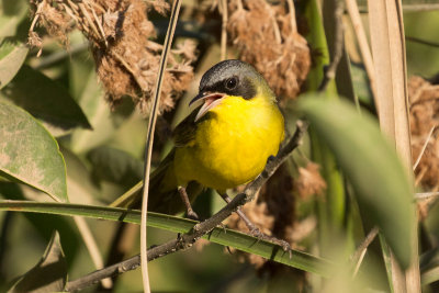 Southern Yellowthroat - Near Ceibas 0847.jpg