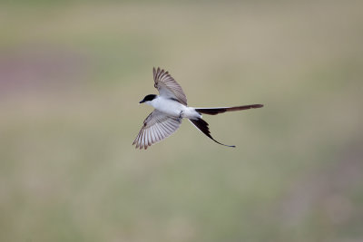 Swallow-tailed Flycatcher  - El Palenque Ranch 2824.jpg