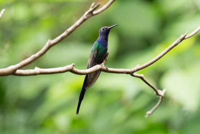 Swallow-tailed Hummingbird  - Iguazu _1031.jpg