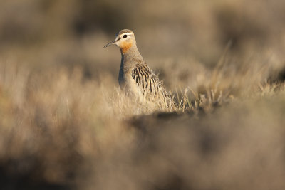 Tawny-throated Dotterel - Near Lake Cardiel 3222bs.jpg