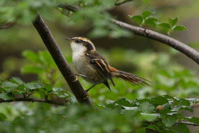 Thorn-tailed Rayadito -  El Chalten Glacier NP _0718.jpg