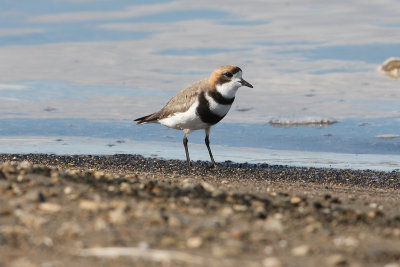 Two-banded Plover - Lake Cardiel 3413.jpg