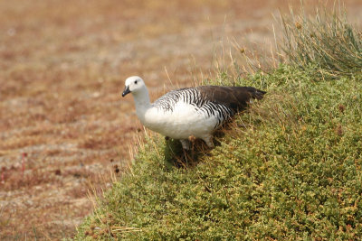 Upland Goose - El Calafate 3100.jpg