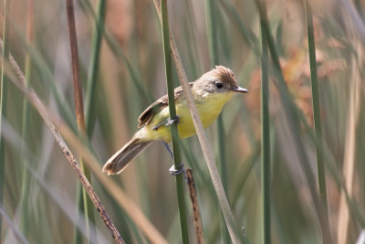 Warbling Doradito - Costanera Sur_9969.jpg