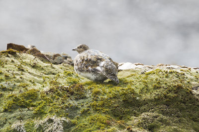 White-bellied Seedsnipe_0505bs.jpg