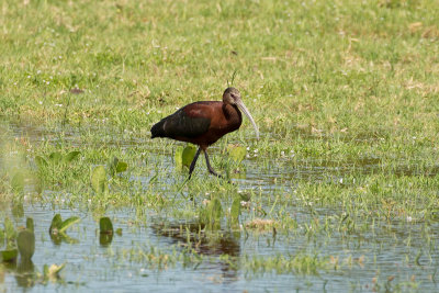 White-faced Ibis - Otemendi 0975.jpg