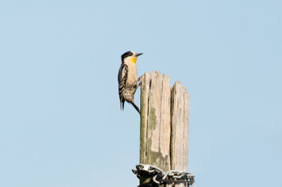 White-fronted Woodpecker - Near Ceibas 0890.jpg