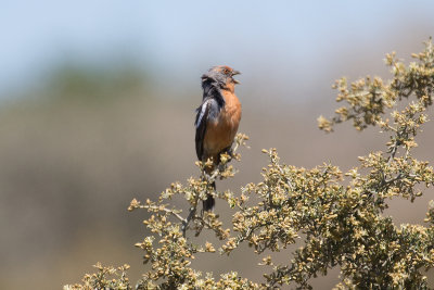 White-tipped Plantcutter - Puerto Madryn _0178.jpg