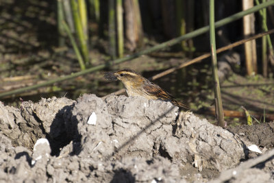 Wren Like Rushbird near San Clemente _9937.jpg