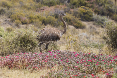 003 Lesser Rhea _0115.jpg