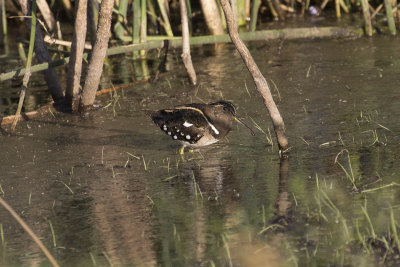 060 American Painted Snipe - El Palenque _9957.jpg