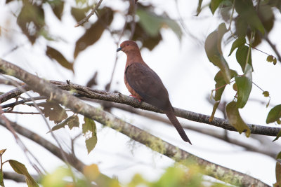 Bar-tailed Cuckoo-Dove - Rondon 8571_2500.jpg